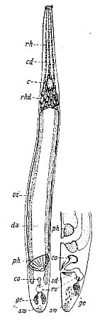 Adenorhynchus balticus Adenorhynchus balticus