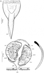 Listea simplex