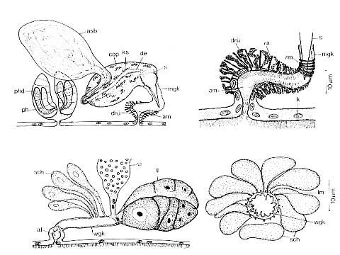 Listea simplex Listea simplex