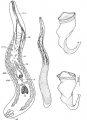 Platyhelminthes (flatworms)