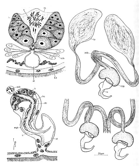 Litucivis serpens Litucivis serpens