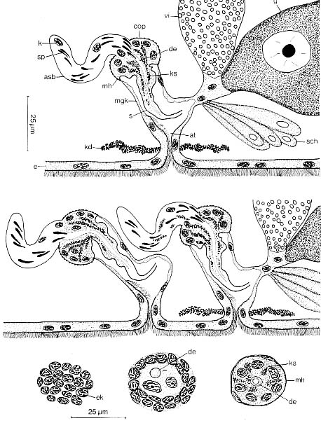 Litucivis serpens