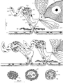 Platyhelminthes (flatworms)