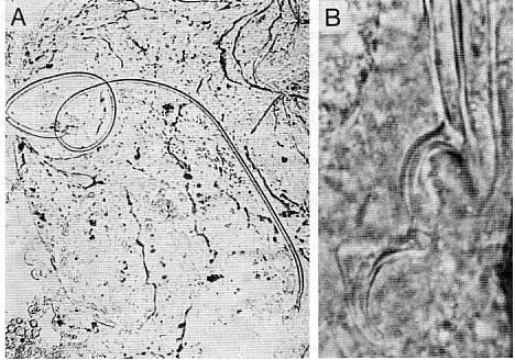 Promesostoma caligulatum