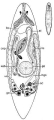 Platyhelminthes (flatworms)