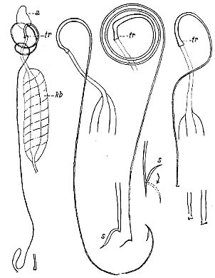 Promesostoma marmoratum Promesostoma marmoratum