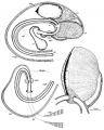 Platyhelminthes (flatworms)