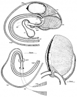 Promesostoma meixneri