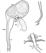 Promesostoma rostratum