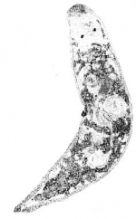 Promesostoma serpentistylum