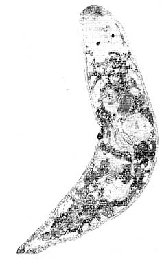 Promesostoma serpentistylum