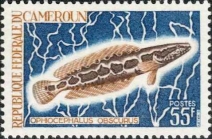 Ophiocephalus obscurus