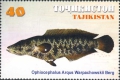 Ophiocephalus argus