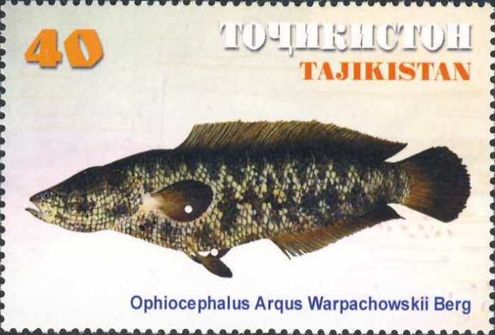 Ophiocephalus argus