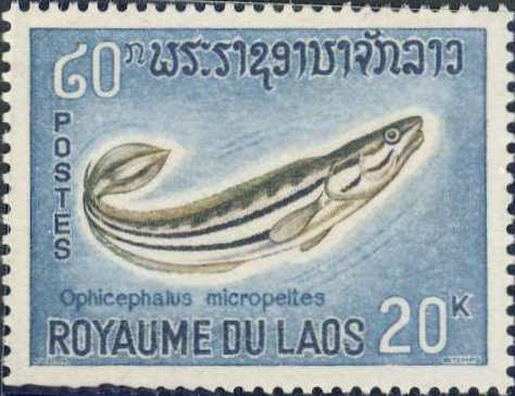 Ophiocephalus micropeltes