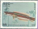 Ophiocephalus micropeltes