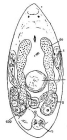 Westbladiella obliquepharynx