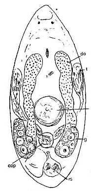Westbladiella obliquepharynx Westbladiella obliquepharynx
