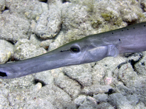 Aulostomus strigosus