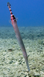 Aulostomus strigosus