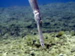 Aulostomus strigosus