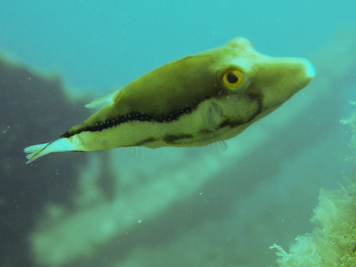 Canthigaster capistrata