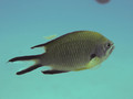 Chromis limbata 