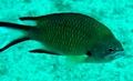 Chromis limbata 