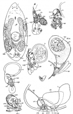 Westbladiella obliquepharynx