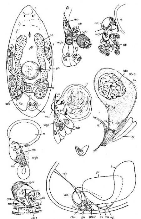 Westbladiella obliquepharynx Westbladiella obliquepharynx