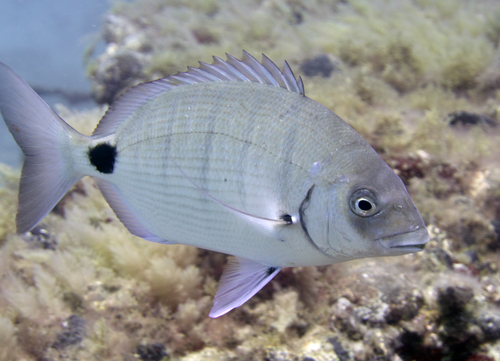 Diplodus sargus 