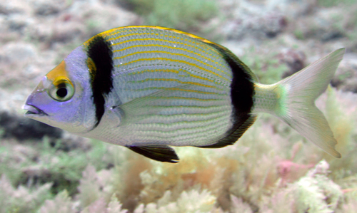 Diplodus vulgaris 