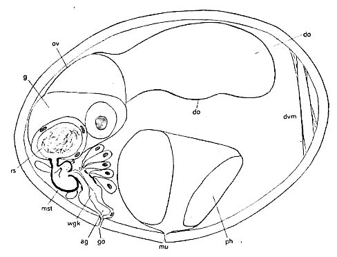 Westbladiella obliquepharynx Westbladiella obliquepharynx