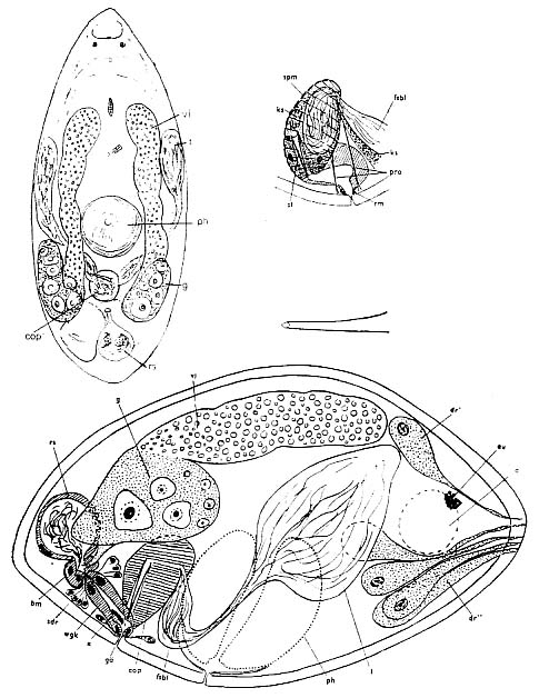 Westbladiella obliquepharynx Westbladiella obliquepharynx