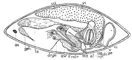 Anthopharynx vaginatus Anthopharynx vaginatus