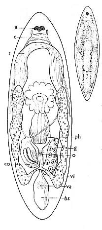 Anthopharynx vaginatus Anthopharynx vaginatus