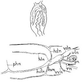 Anthopharynx vaginatus Anthopharynx vaginatus