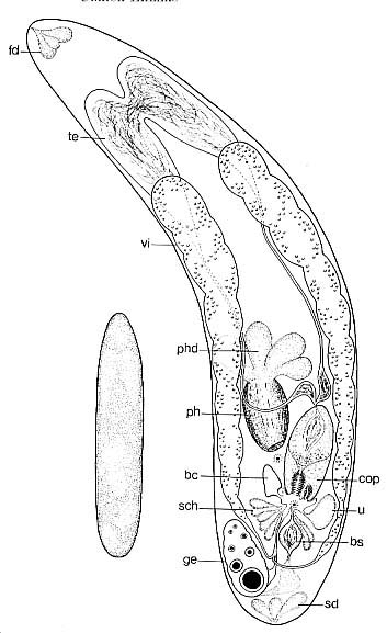 Aulopharynx aestuarius