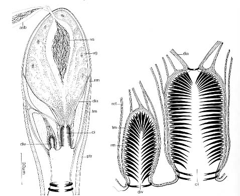 Aulopharynx aestuarius Aulopharynx aestuarius