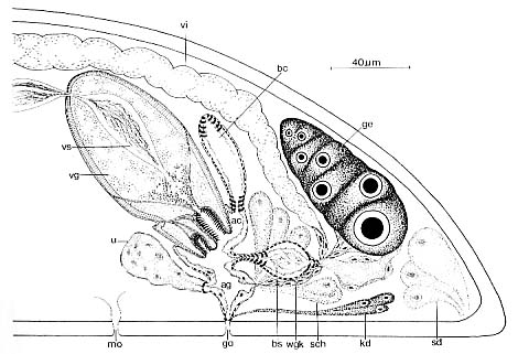 Aulopharynx aestuarius Aulopharynx aestuarius