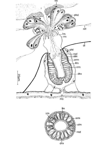 Aulopharynx aestuarius