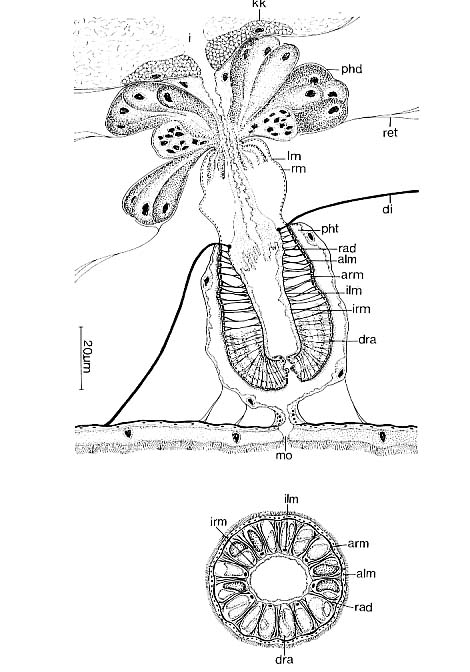 Aulopharynx aestuarius