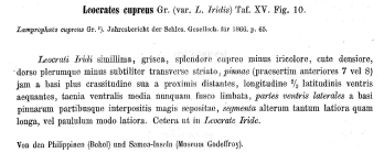 Leocrates cupreus description
