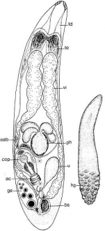 Doliopharynx geminocirro