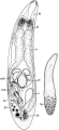 Doliopharynx geminocirro