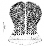 Doliopharynx geminocirro