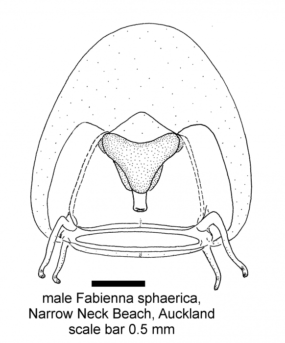Fabienna sphaerica, adult; copyright P. Schuchert Fabienna sphaerica, adult; copyright P. Schuchert