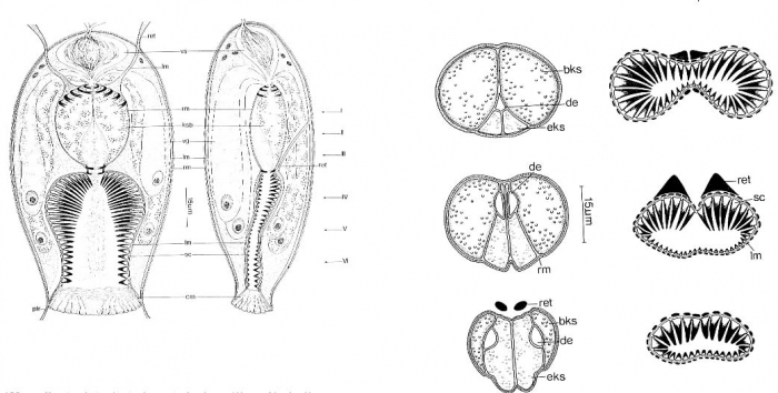 Doliopharynx geminocirro Doliopharynx geminocirro