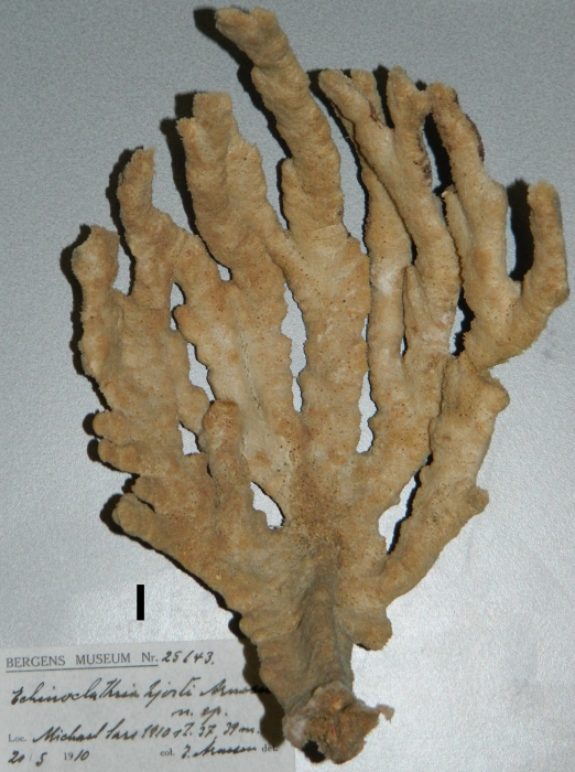Echinoclathria hjorti holotype