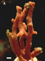 Porifera (sponges)